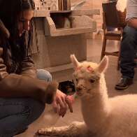Com mamadeira e lacinho, Ana Castela compra filhote de alpaca