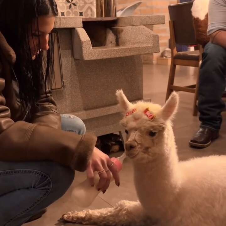 Com mamadeira e lacinho, Ana Castela compra filhote de alpaca