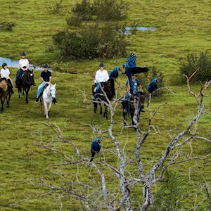 V&iacute;deo mostra conviv&ecirc;ncia entre turistas e araras-azuis no Pantanal