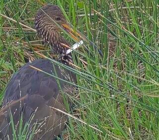 Carão é visto com lacre preso no bico e no pescoço na Lagoa Itatiaia Carão é visto com lacre preso no bico e no pescoço na Lagoa Itatiaia