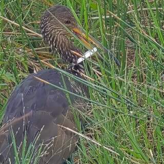 Car&atilde;o &eacute; visto com lacre preso no bico e no pesco&ccedil;o na Lagoa Itatiaia
