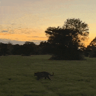 Lua, V&ecirc;nus e Surya, o sol do Pantanal: fot&oacute;grafo registra cena especular em MS