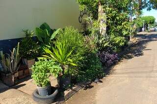 Antônia reza para suas plantas que por anos não vingaram no Sertão Antônia reza para suas plantas que por anos não vingaram no Sertão