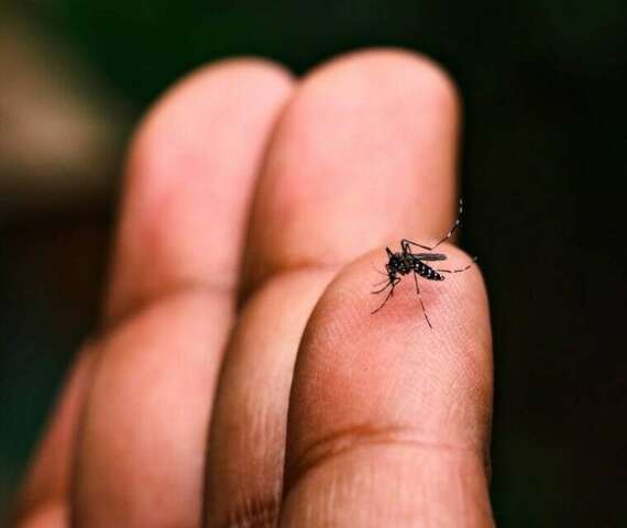Aedes avan&ccedil;a e 9 cidades de MS aparecem em alto risco para infesta&ccedil;&atilde;o