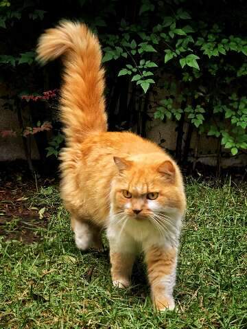 Resgatado, gato encontrado no Tiradentes procura o dono