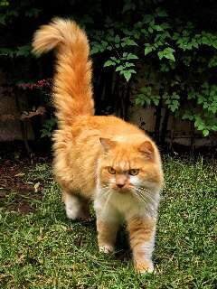 Resgatado, gato encontrado no Tiradentes procura o dono