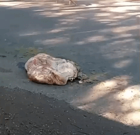 Bucho de gado &eacute; jogado no meio da rua no Portal Caiob&aacute;