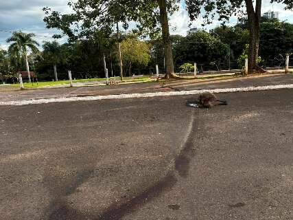 Capivara morre atropelada nos altos da Avenida Afonso Pena