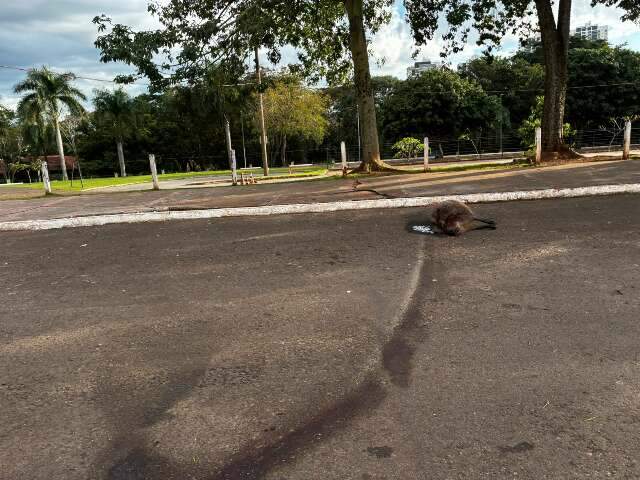 Capivara morre atropelada nos altos da Avenida Afonso Pena