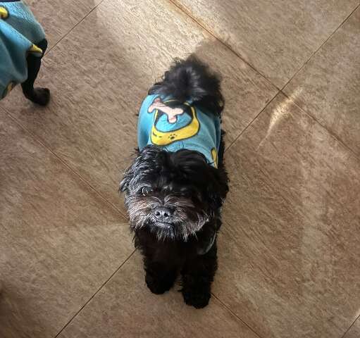 Cachorro desaparece no Vida Nova e fam&iacute;lia procura por Apolo