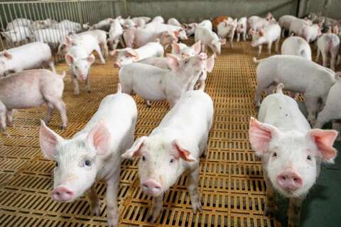 MS exporta US$ 22,5 milh&otilde;es em carne su&iacute;na in natura em 2026