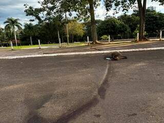 Capivara morre atropelada nos altos da Avenida Afonso Pena