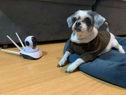 Voc&ecirc; fala com seu pet pela c&acirc;mera? Veterin&aacute;rio explica os riscos