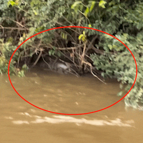 Pescador flagra sucuri gigante fazendo digest&atilde;o &agrave;s margens do Rio Dourado