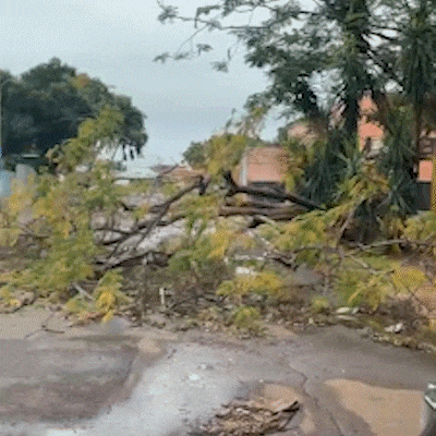 &Aacute;rvore ca&iacute;da h&aacute; quase um m&ecirc;s causa transtornos e riscos na Vila Ipiranga