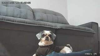 Você fala com seu pet pela câmera? Veterinário explica os riscos Você fala com seu pet pela câmera? Veterinário explica os riscos