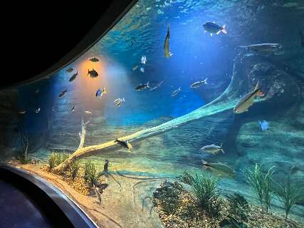 Sistema que mant&eacute;m animais vivos no Bioparque custar&aacute; R$ 8,1 milh&otilde;es