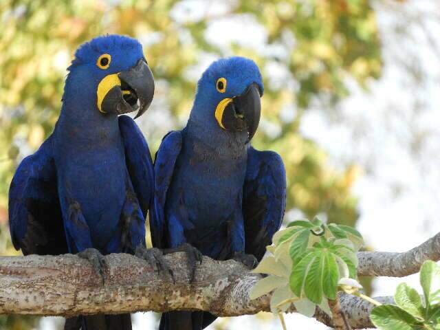 Perda de habitat leva a arara-azul de volta &agrave; lista de vulner&aacute;veis
