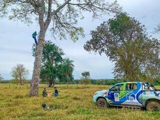 Perda de habitat leva a arara-azul de volta &agrave; lista de vulner&aacute;veis