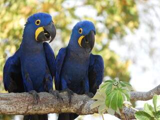 Perda de habitat leva a arara-azul de volta &agrave; lista de vulner&aacute;veis