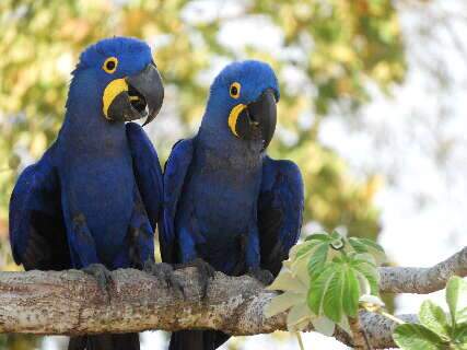 Perda de habitat leva a arara-azul de volta &agrave; lista de vulner&aacute;veis