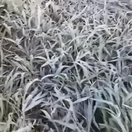 Geada atinge 12 munic&iacute;pios de MS ap&oacute;s madrugada com m&iacute;nima de 1&deg;C