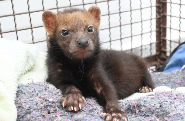 Em risco de extin&ccedil;&atilde;o, filhote de cachorro-vinagre &eacute; resgatado e tratado no Cras