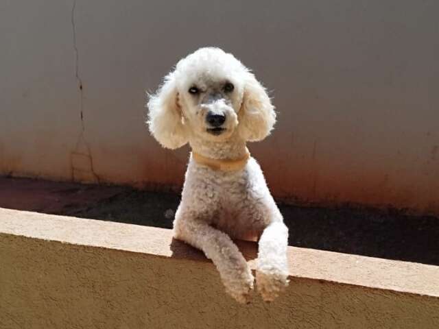 Poodle com epilepsia desaparece no Tijuca e fam&iacute;lia faz apelo por Max