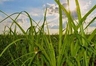 MS quadruplica &aacute;rea de cana em 20 anos e consolida nova fronteira da bioenergia