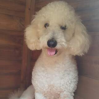 Poodle com epilepsia desaparece no Tijuca e fam&iacute;lia faz apelo por Max