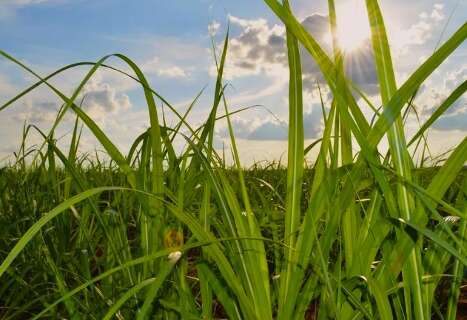 MS quadruplica &aacute;rea de cana em 20 anos e consolida nova fronteira da bioenergia