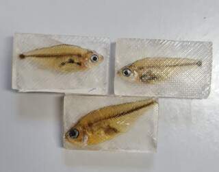 Pesquisa vai rastrear poluentes invis&iacute;veis em peixes da bacia do Paran&aacute;