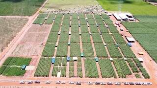 MS quadruplica &aacute;rea de cana em 20 anos e consolida nova fronteira da bioenergia