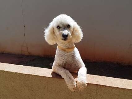 Poodle com epilepsia desaparece no Tijuca e fam&iacute;lia faz apelo por Max