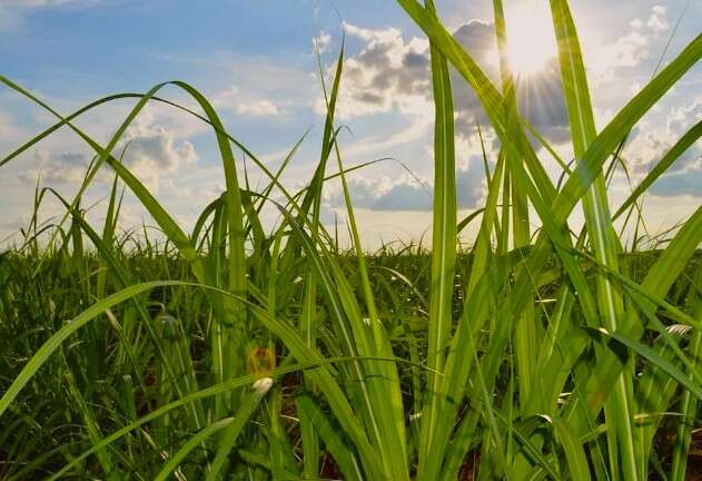MS quadruplica &aacute;rea de cana em 20 anos e consolida nova fronteira da bioenergia