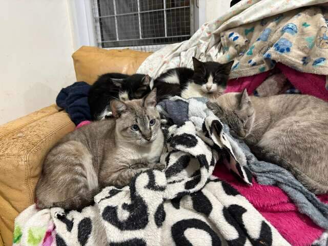 ONG pede doa&ccedil;&otilde;es para proteger quase 400 gatos do frio em Campo Grande
