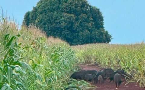 Geotecnologia mapeia invas&atilde;o e identifica 243 javalis e javaporcos em MS