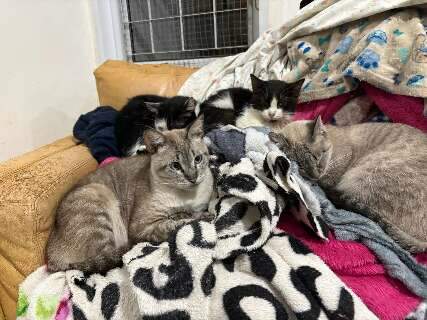 ONG pede doa&ccedil;&otilde;es para proteger quase 400 gatos do frio em Campo Grande