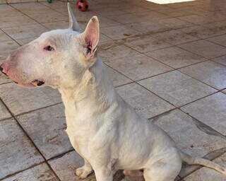 C&atilde;o da ra&ccedil;a bull terrier entra em padaria, &eacute; resgatado e agora busca pelo tutor