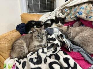 ONG pede doa&ccedil;&otilde;es para proteger quase 400 gatos do frio em Campo Grande