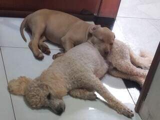 Poodle com epilepsia desaparece no Tijuca e fam&iacute;lia faz apelo por Max