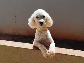 Poodle com epilepsia desaparece no Tijuca e fam&iacute;lia faz apelo por Max
