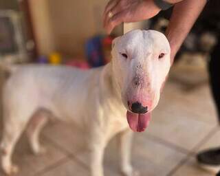 C&atilde;o da ra&ccedil;a bull terrier entra em padaria, &eacute; resgatado e agora busca pelo tutor