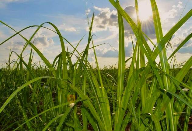 MS se torna potência em cana e aposta em pesquisa
