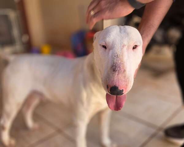 C&atilde;o da ra&ccedil;a bull terrier entra em padaria, &eacute; resgatado e agora busca pelo tutor