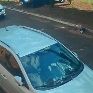 Ap&oacute;s fugir de casa, Caf&eacute; &eacute; atropelado e motorista foge sem prestar socorro 