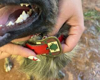 Moradora encontra c&atilde;o vagando em posto de combust&iacute;veis e procura pelo tutor
