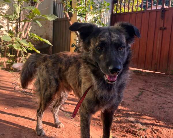 Moradora encontra c&atilde;o vagando em posto de combust&iacute;veis e procura pelo tutor