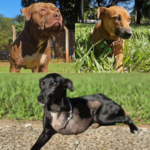 De caramelo, pitbull e amputados, CCZ j&aacute; doou 91 c&atilde;es este ano