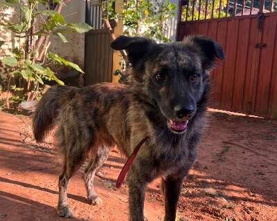 Moradora encontra c&atilde;o vagando em posto de combust&iacute;veis e procura pelo tutor